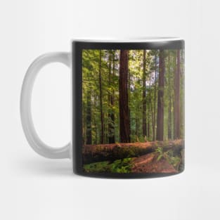 Redwood Forest at Sunset Mug